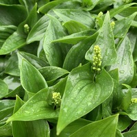 Maianthemum canadense 